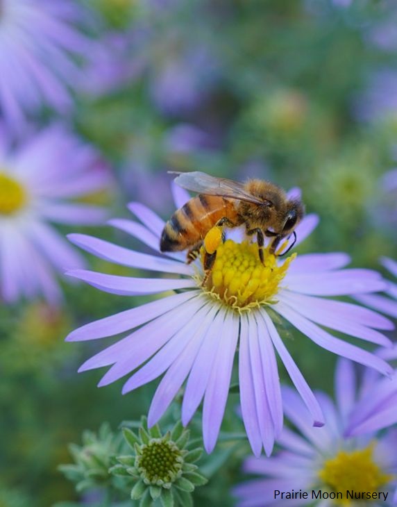 Muskingum Valley Park District Plant Sale - Aromatic Aster - 