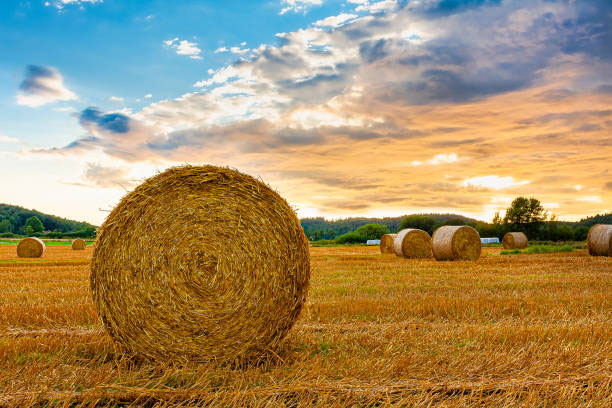 Are straw and hay interchangeable?