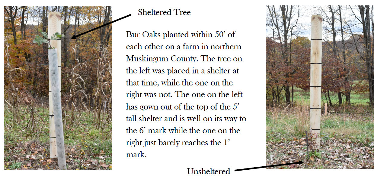 Muskingum Soil Water Conservation District Tree Shelters