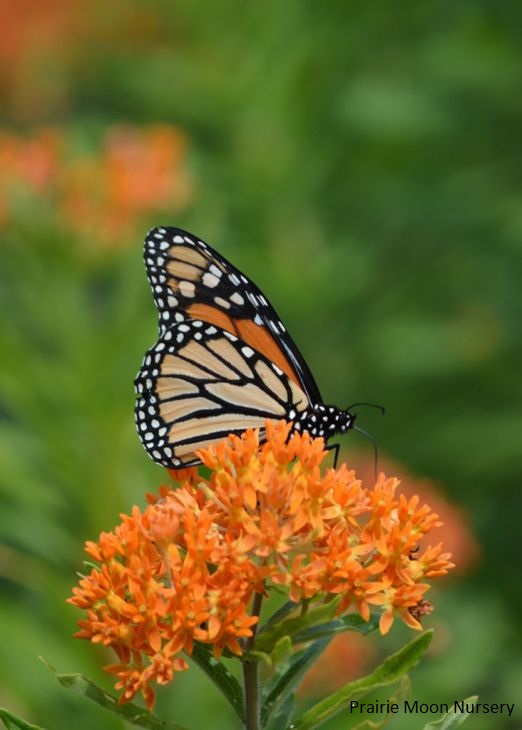 Muskingum Valley Park District Plant Sale - Butterfly Weed - 