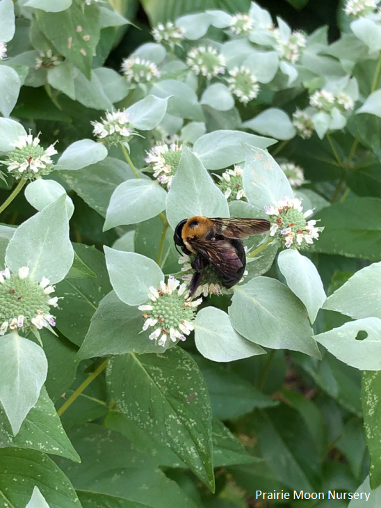 Muskingum Valley Park District Plant Sale - Clustered Mountain Mint - 