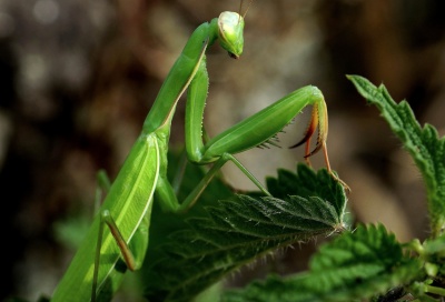 The Praying Mantis: Creepy or Fascinating