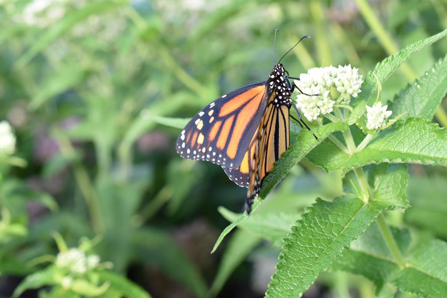 Pollinator – Monarch Butterfly