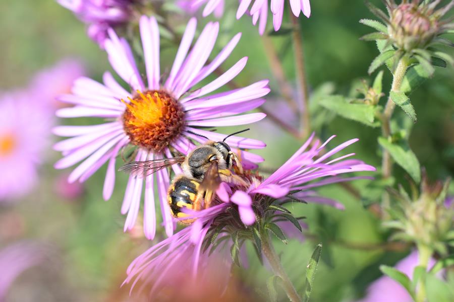 Pollinator – Bee