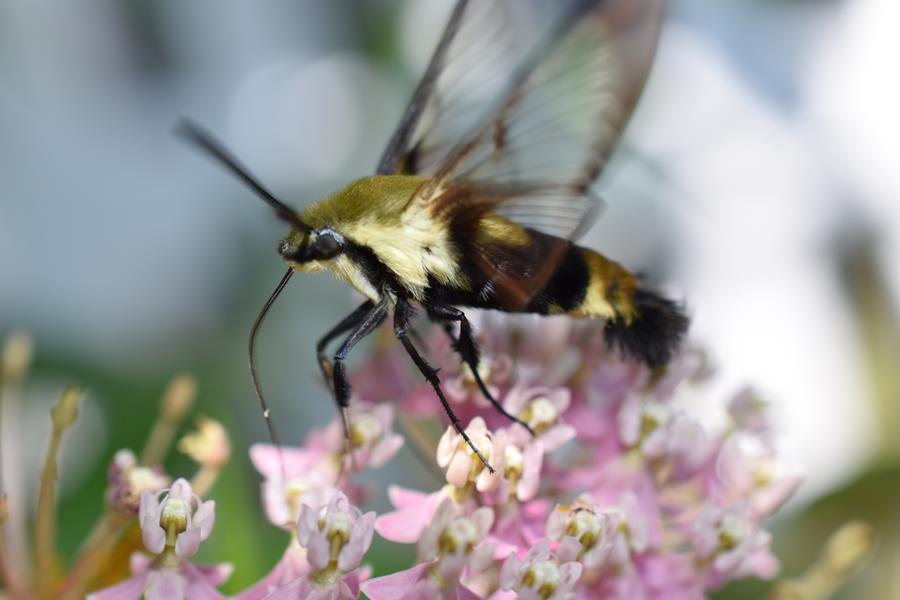 Pollinator – Moth
